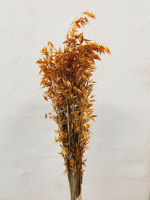 Avena Orange Dried Flowers