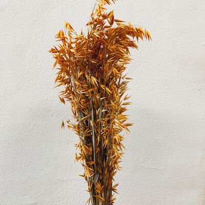 Avena Orange Dried Flowers