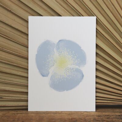 Postkarte | Pansy