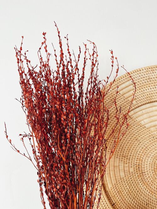 Lepidium Red Dried Flowers