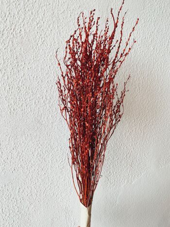 Fleurs séchées rouges Lepidium 2
