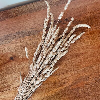 Panicle Grass Dried Flowers