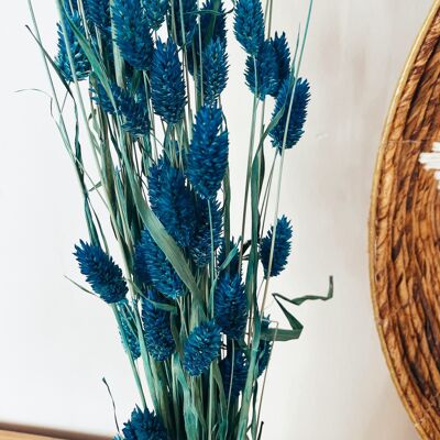 Flores Secas Azules Phalaris