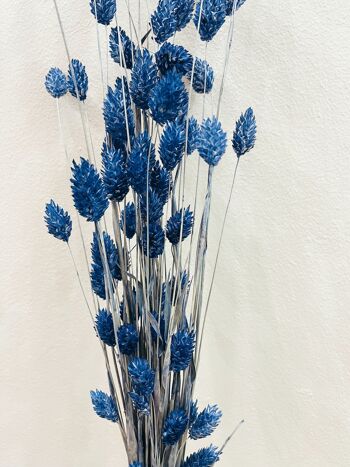 Phalaris Blue Dried Flowers – Uma Cantik