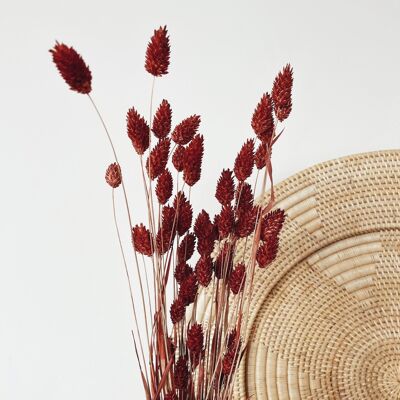 Phalaris Red Dried Flowers