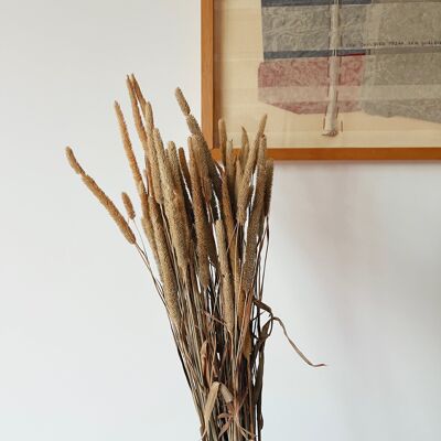 Phleum Pratensis Dried Flowers