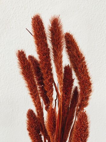 Setaria Fleurs Séchées Rouges 5