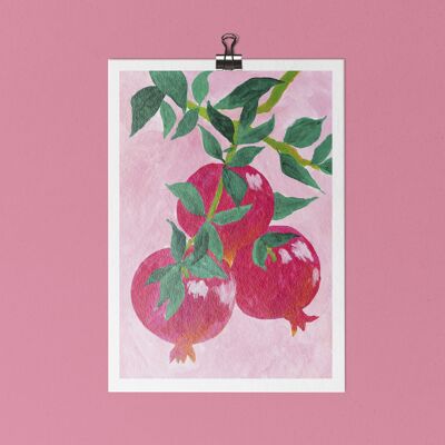A4 size pomegranate fruit illustration