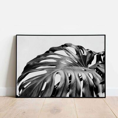 Cheese Monstera Plant Poster (50 x 70 cm)
