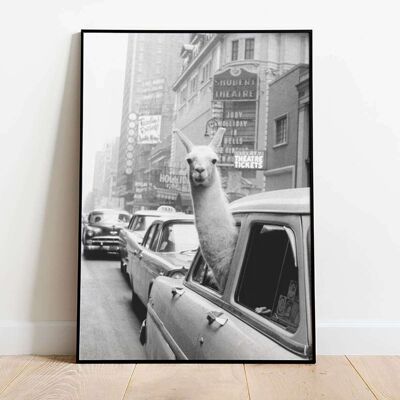 Lama in taxi Photography Poster (50 x 70 cm)