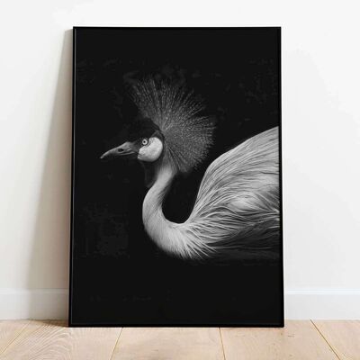 Tropical Bird Photography Poster (50 x 70 cm)