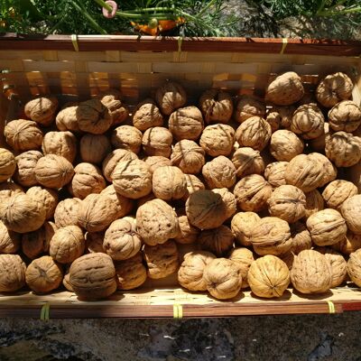 Whole walnuts (bulk net of 10kg)