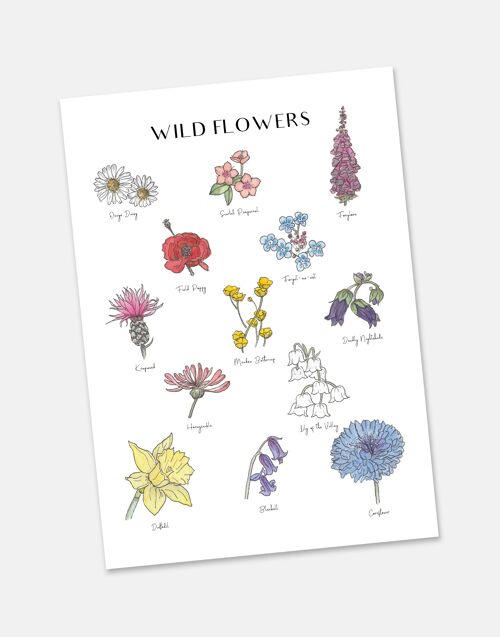 The Willdflowers - Illustrated Chart A3