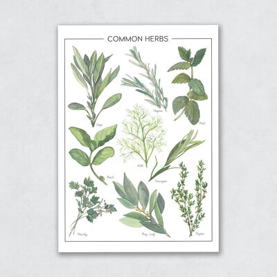Common Herbs - Illustrated Chart