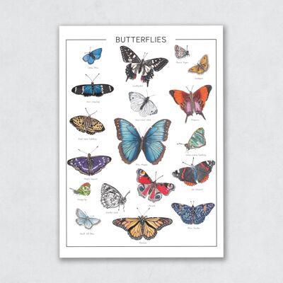 Die Schmetterlinge - Illustrierte Tabelle