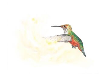 Les colibris - Lot de 3 3