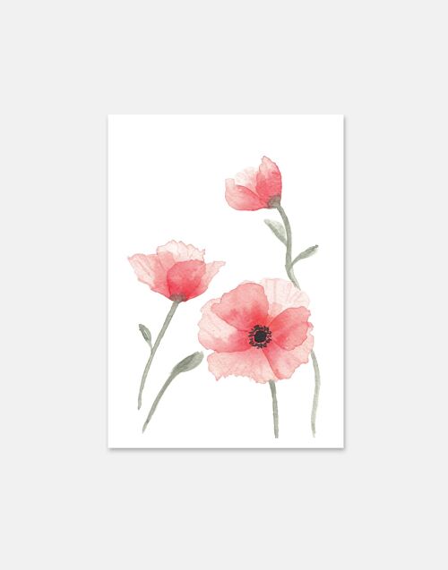 Poppies