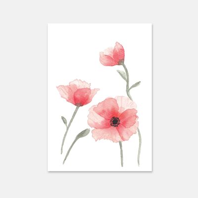 Poppies