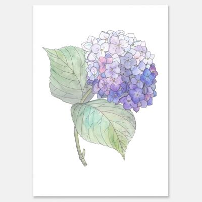 Hortensia