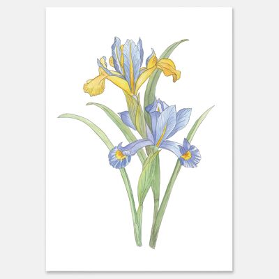 Iris espagnol