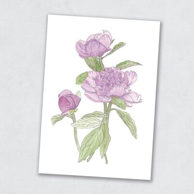 Peonia