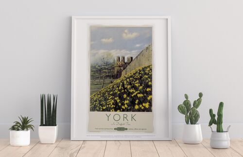 York, Yellow Flowers - 11X14” Premium Art Print