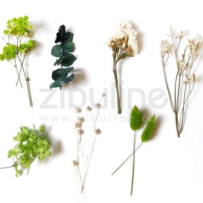Natural dried flowers - Green shades