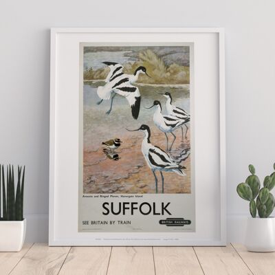 Suffolk - Avocets, Havergate Island - Premium Art Print