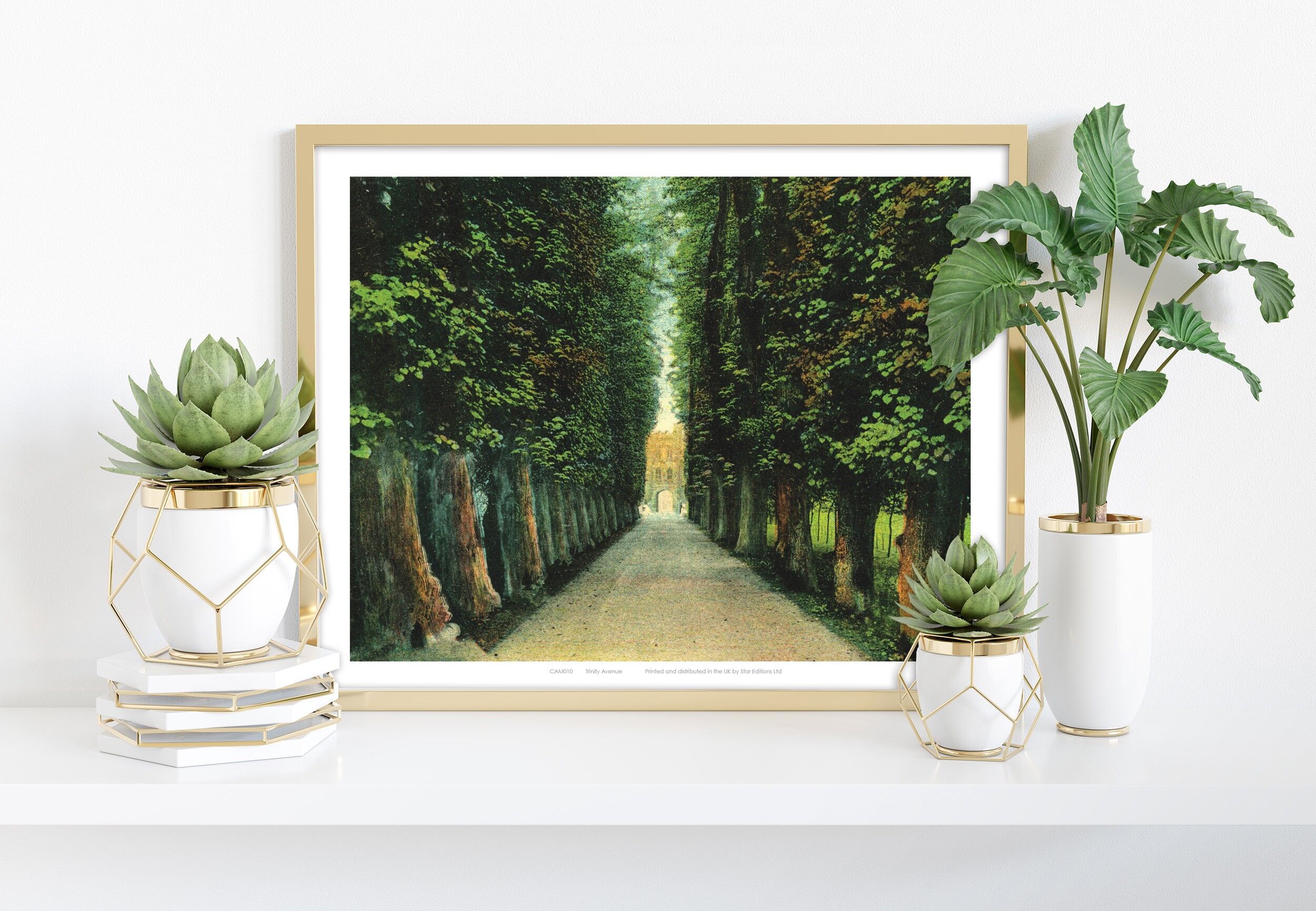 Trinity Avenue - 11X14” Premium Art Print