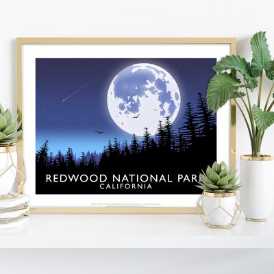 Redwood National Park, California -Richard O'Neill Art Print