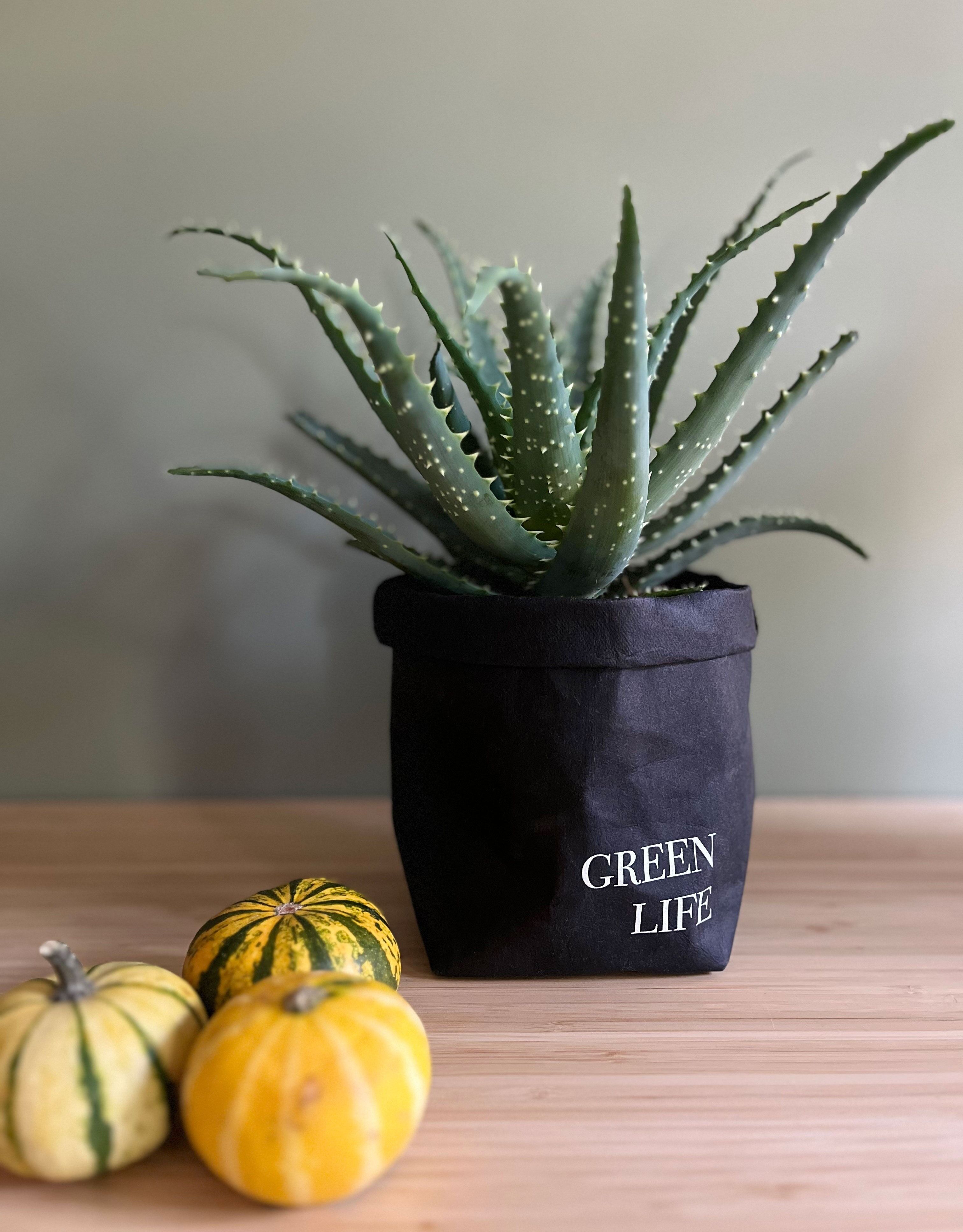 Cestino portavasi Xxs - Ortaggi e lavabile - Marrone "Green Life"