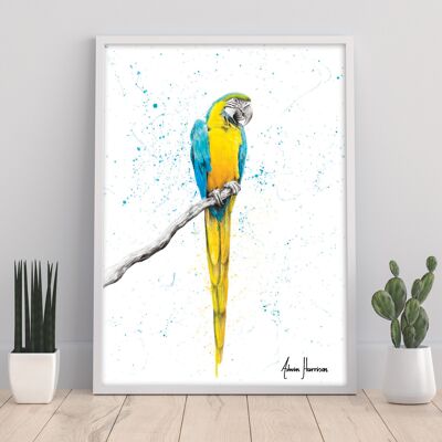 Mischievous Macaw - 11X14” Art Print by Ashvin Harrison