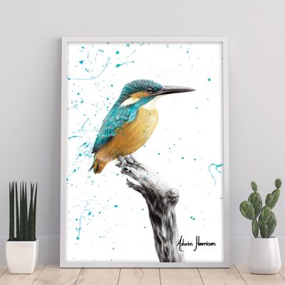 The Knowing Kingfisher - 11X14” Art Print by Ashvin Harrison
