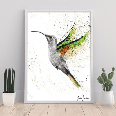 Hero Hummingbird - 11X14” Art Print by Ashvin Harrison