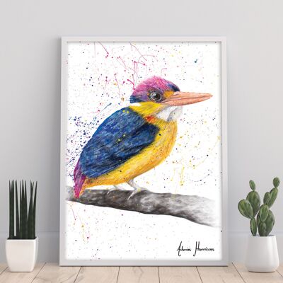 Indian Kingfisher - 11X14” Art Print by Ashvin Harrison