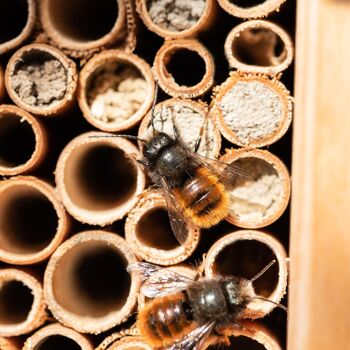 ERDENFREUND® nids d'abeilles en argile fermer 1kg 3