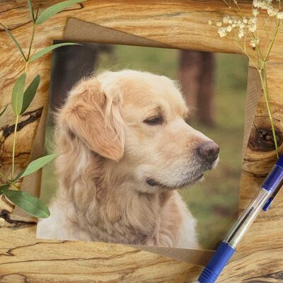 Old but Handsome - Retriever greeting card