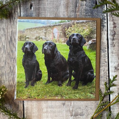 Three staring Labradors - greeting card