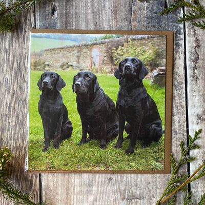 Tre Labrador che fissano - biglietto di auguri