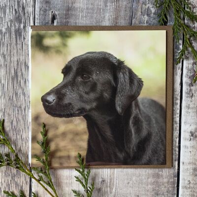 Raining you say - young excited black lab greeting card