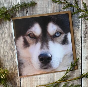 Regarde dans mes yeux - Husky sibérien avec un oeil bleu Carte de vœux 1