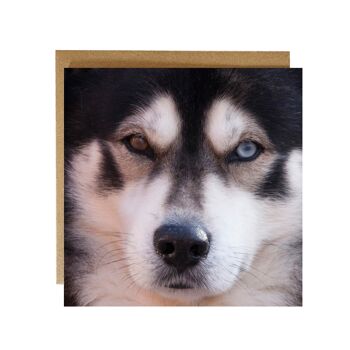 Regarde dans mes yeux - Husky sibérien avec un oeil bleu Carte de vœux 2