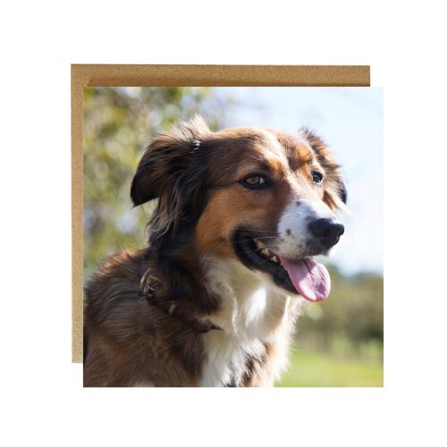 sun of my face Border collie greeting card