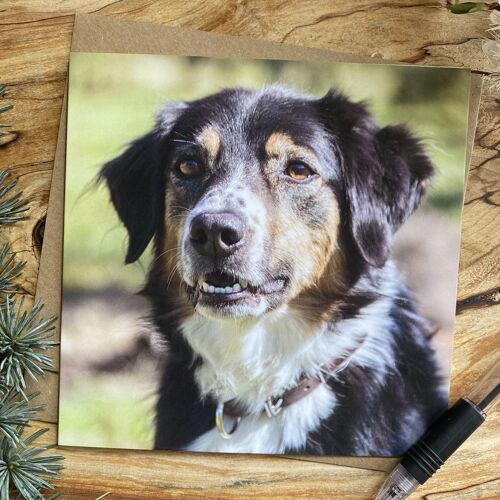 can i go to work, Border Collie greeting card