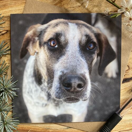 Fancy A Cuddle - Grantham the hound puppy desperate for another cuddle  greeting card