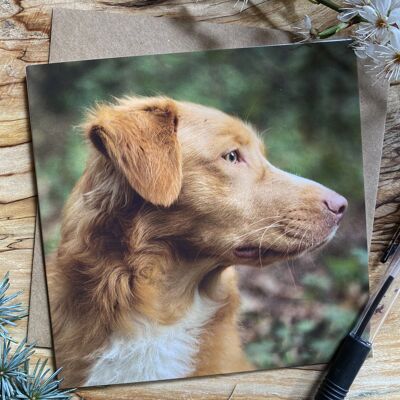 Tarjeta de felicitación Nova Scotia Duck Tolling Retriever