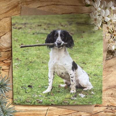 Ven y lanza mi palo Spaniel Card
