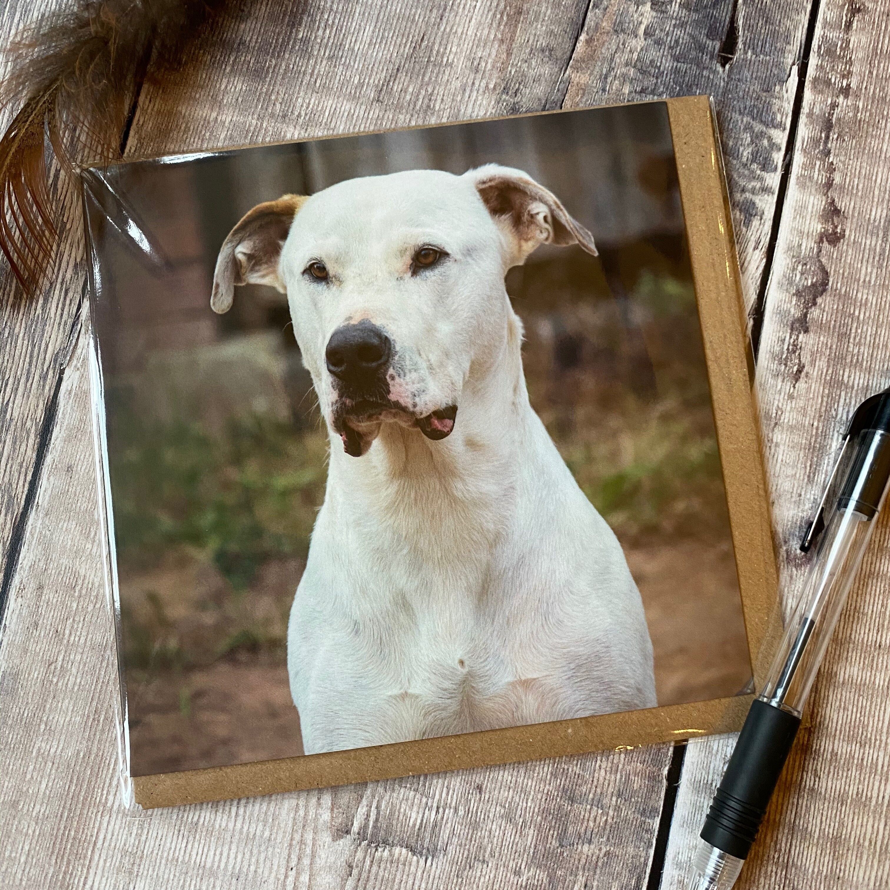 Cane adorabile che cerca di stare fermo per il suo biglietto da visita