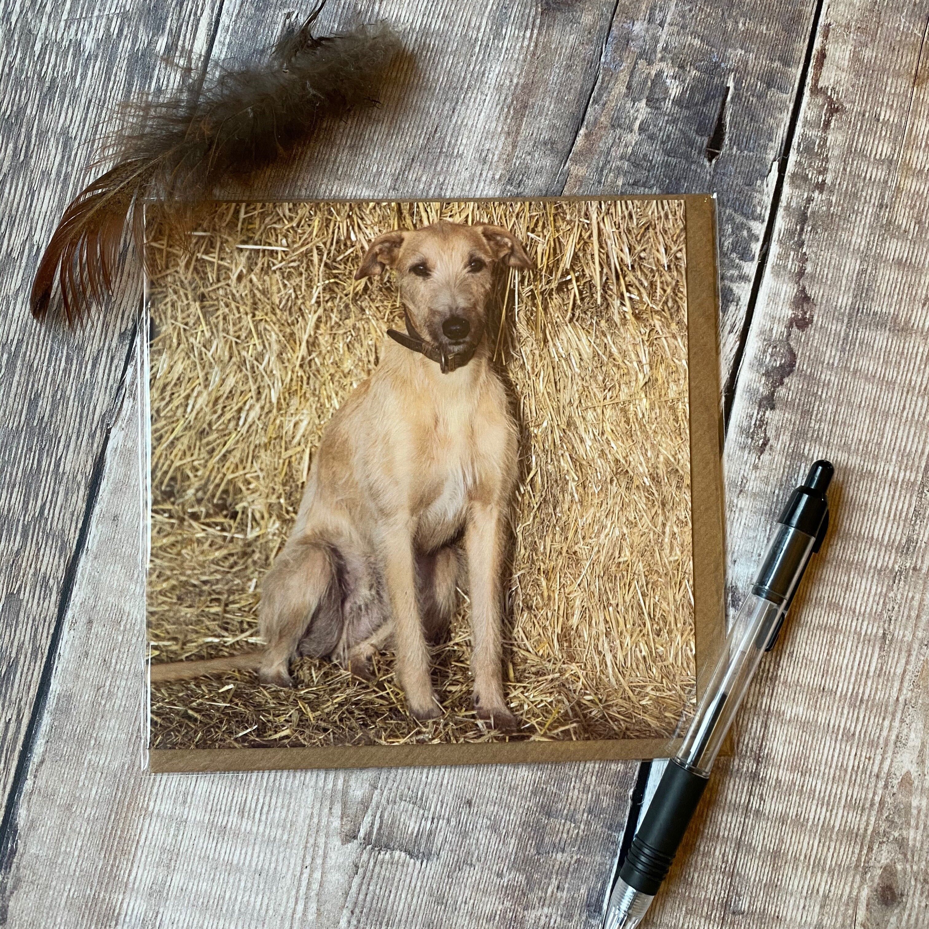 Lurcher Puppy against hay bales card