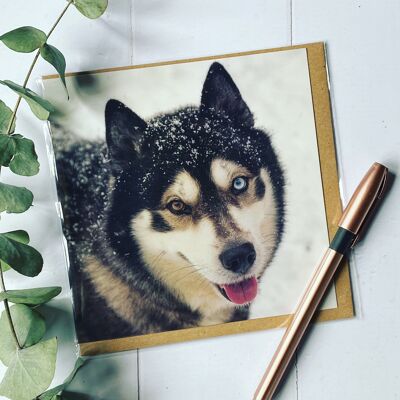 I love a Bit of Snow - Husky greeting card